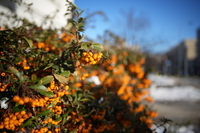 Voigtlander Apo Lanthar 28 mm f/2 Aspherical - sample shots