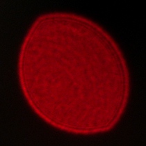 Voigtlander Apo Lanthar 28 mm f/2 Aspherical - Coma, astigmatism and bokeh