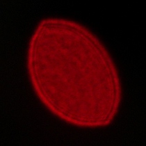 Voigtlander Apo Lanthar 28 mm f/2 Aspherical - Coma, astigmatism and bokeh