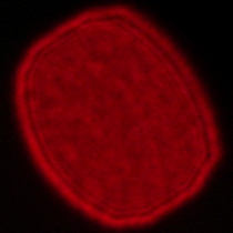 Voigtlander Apo Lanthar 28 mm f/2 Aspherical - Coma, astigmatism and bokeh