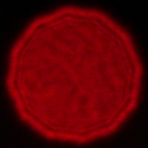 Voigtlander Apo Lanthar 28 mm f/2 Aspherical - Coma, astigmatism and bokeh