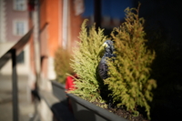 Sigma A 35 mm f/1.2 DG II - sample shots