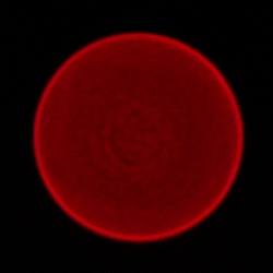 Sigma A 35 mm f/1.2 DG II - Chromatic and spherical aberration