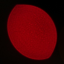 Sigma A 35 mm f/1.2 DG II - Coma, astigmatism and bokeh