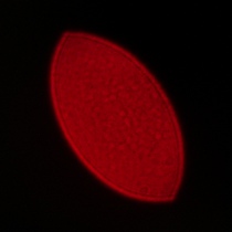 Sigma A 35 mm f/1.2 DG II - Coma, astigmatism and bokeh