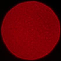 Sigma A 35 mm f/1.2 DG II - Coma, astigmatism and bokeh