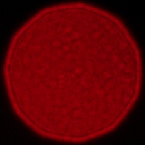 Sigma A 35 mm f/1.2 DG II - Coma, astigmatism and bokeh