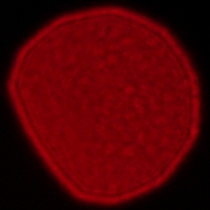 Sigma A 35 mm f/1.2 DG II - Coma, astigmatism and bokeh