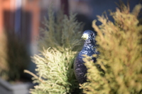 Viltrox AF 50 mm f/1.4 Pro - Sample shots