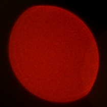 Viltrox AF 50 mm f/1.4 Pro - Coma, astigmatism and bokeh