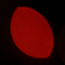 Viltrox AF 50 mm f/1.4 Pro - Coma, astigmatism and bokeh