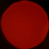 Viltrox AF 50 mm f/1.4 Pro - Coma, astigmatism and bokeh