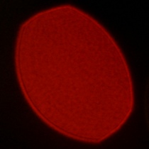 Viltrox AF 50 mm f/1.4 Pro - Coma, astigmatism and bokeh