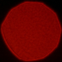 Viltrox AF 50 mm f/1.4 Pro - Coma, astigmatism and bokeh