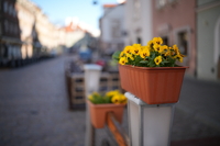 Sigma A 35 mm f/1.4 DG II - sample shots