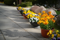 Vilitrox AF 35 mm f/1.8 EVO - sample shots