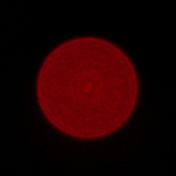 Sigma C 15 mm f/1.4 DC - Chromatic and spherical aberration