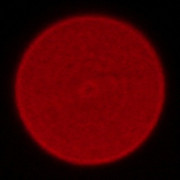 Viltrox AF 55 mm f/1.8 EVO - Chromatic and spherical aberration