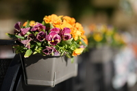 Sirui Aurora 85 mm f/1.4 - sample shots
