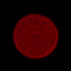 Samyang AF 24-60 mm f/2.8 FE - Chromatic and spherical aberration