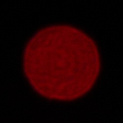 Samyang AF 24-60 mm f/2.8 FE - Chromatic and spherical aberration