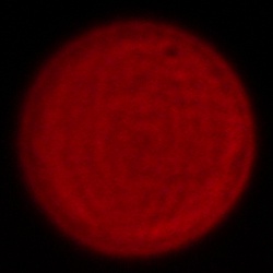 Samyang AF 24-60 mm f/2.8 FE - Chromatic and spherical aberration