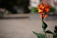 Panasonic Lumix S 100 mm f/2.8 Macro - Sample shots