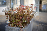 Voigtlander Septon 40 mm f/2 Aspherical - sample gallery