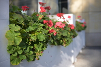 Voigtlander Septon 40 mm f/2 Aspherical - sample gallery