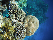 Underwater cameras test 2010  - Fujifilm FinePix XP10