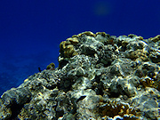 Underwater cameras test 2010  - Olympus mju Tough 8010