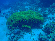 Underwater cameras test 2010  - Olympus mju Tough 8010