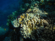 Underwater cameras test 2011 - Fujifilm FinePix XP30