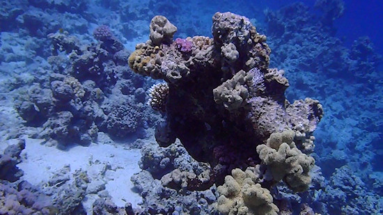 Underwater cameras test 2011 - Olympus Tough TG-810
