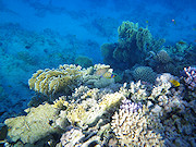 Underwater cameras test 2011 - Pentax Optio WG-1