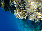 Underwater cameras test 2011 - Sony Cyber-shot DSC-TX10