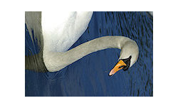 Pentax smc DA* 60-250 mm f/4.0 ED [IF] SDM - sample shots