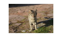 Sony SLT-A99 - sample images